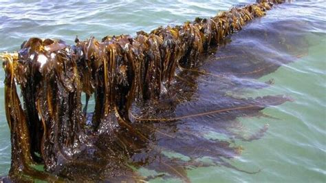 How Magid Seaweed Can Support a Healthy Gut Microbiome